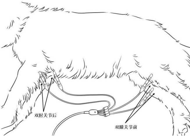 T/CVMA 239-2025 犬猫常规六导联心电图描记技术操作规程插图 T/CVMA 239-2025 犬猫常规六导联心电图描记技术操作规程