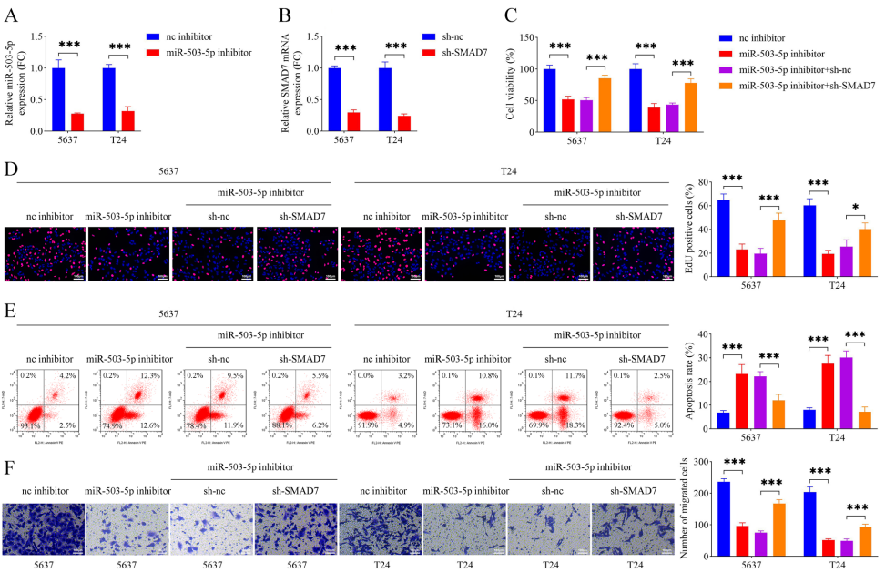 环状RNA circ_0003266通过miR-503-5p/SMAD7轴抑制膀胱癌TGF-β信号通路的机制研究 - 生物通